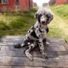 AKC Male Brown Merle Standard Poodle Puppy