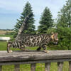 Beautifully rosetted Bengal babies
