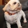 5 and 2 year old SPAYED Shih Tzu available for adoption!