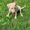 Female Yellow Lab pup needs home asap