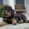 7-week-old CKC registered Rottweiler puppies
