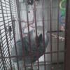 Female congo African Gray