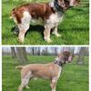 AKC Purebred English Springer Spaniel Stud Service