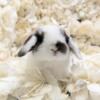 Holland lop bunny rabbit