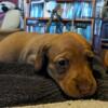 Female mini dachshund needs her furever home!