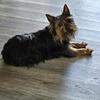 Yorkshire terrier Male