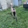 Alpine dairy goat female