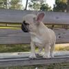 AKC French Bulldog Female