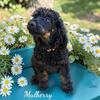 AKC Standard Poodle Puppy