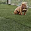 American bully looking for a good home 