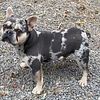 Lilac and Tan Merle French Bulldog for stud only