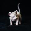 Newborn Male Hairless Elf Kitten Curly Ears - Sphynx Elf Bambino & Dwelf - SphynxKing.Com
