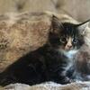 Maine coon kittens