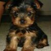 Cute Yorkie Puppy For Sale