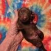 Ckc Dachshund choc/tan males