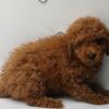 Mini Poodle puppy- male, does NOT shed!