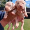 Dogo Argentino puppies, born in Argentina