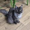 Retired black smoke Maine coon queen 3 year old