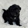 Shorkie puppies