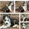 Puppies Huskies Husky