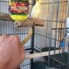10 month old lutino cockatiel, suspected male 
