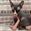 Male Sphynx - May 17th 2024