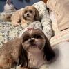 2 Female adult  Shih-Tzu litter mates