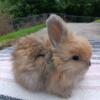 English Angora bunnies