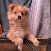 Puppies AussiePom💜🐶🐾🎀