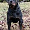 Beautiful Female Rottweiler In Heat 