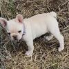 Female French bulldog puppy for sale