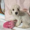 Toy poodle female for sale