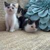 Half Persian Kittens