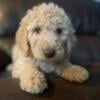 Adorable Goldendoodle Puppies Ready for their new family!