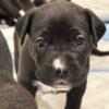 Boxer/lab puppies