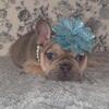 AKC Yellow Collar Frenchie Female