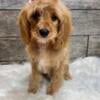 Female Cavapoo $1250