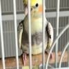 9 cockatiel babies 3-8 months old