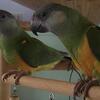 Senegal Parrots