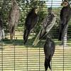 Parrots (Cockatiels etc)