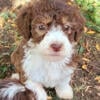 Aussiedoodle for sale-Female named Macadamia 