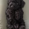 Schnoodle Pups