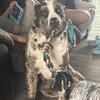 Cane Corso designer breed