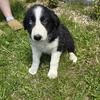 Border Collie Puppies