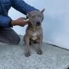 Xl bully pups 