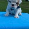 AKC English Bulldog Puppies