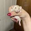 Multiple different breeds of mice and rats for sale