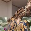 2yr old female ball python