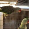 Female Alexandrine parrots