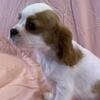 Cavalier King Charles Spaniel Puppies